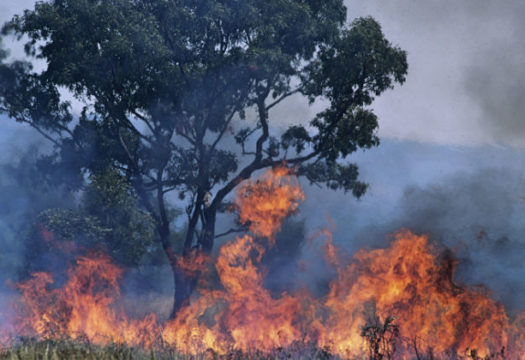 Liberty Medical Supports the Bushfire Efforts